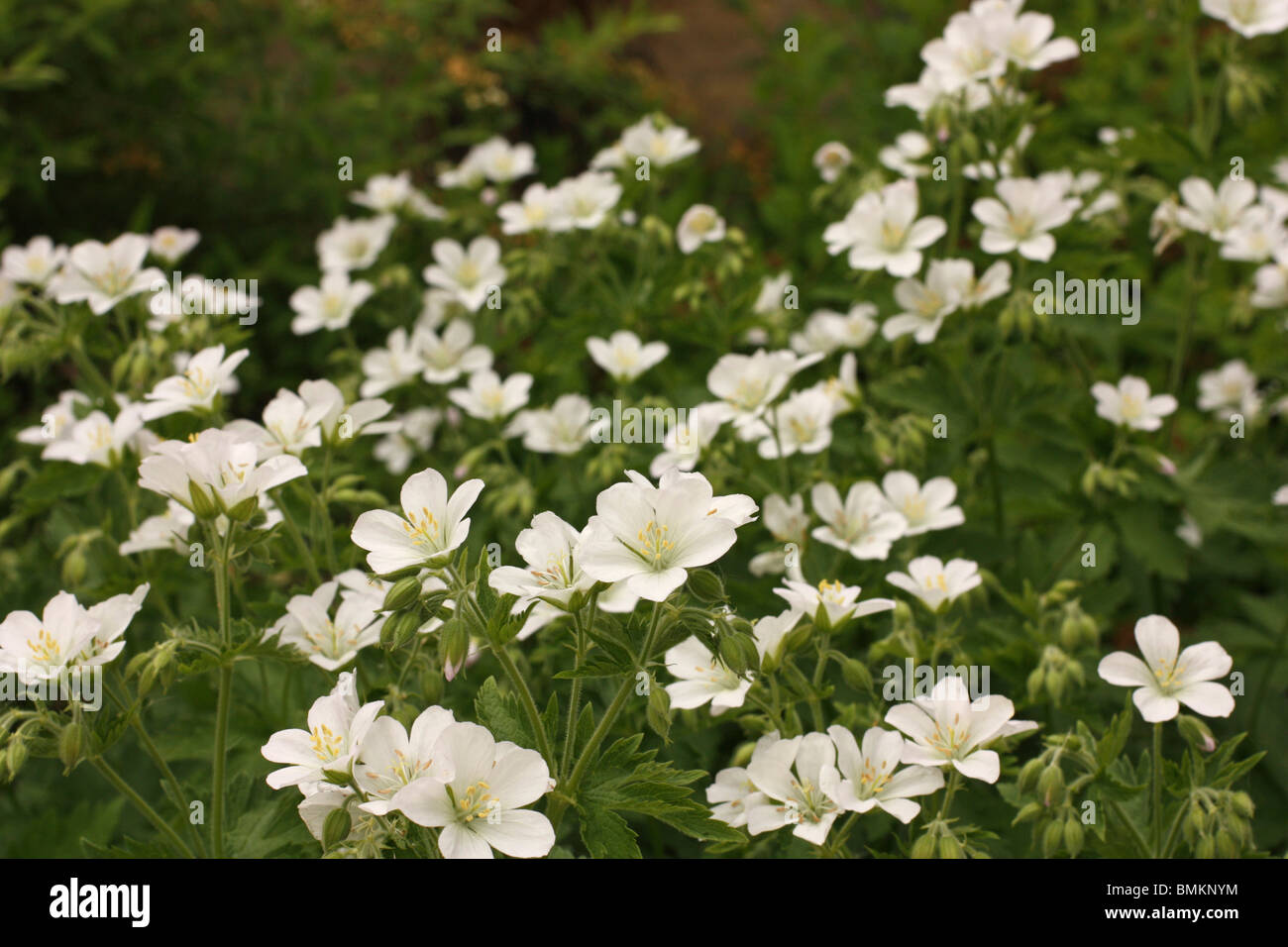 Hardy Geranium phaeum 'Album' bearing white flowers in spring Stock Photo