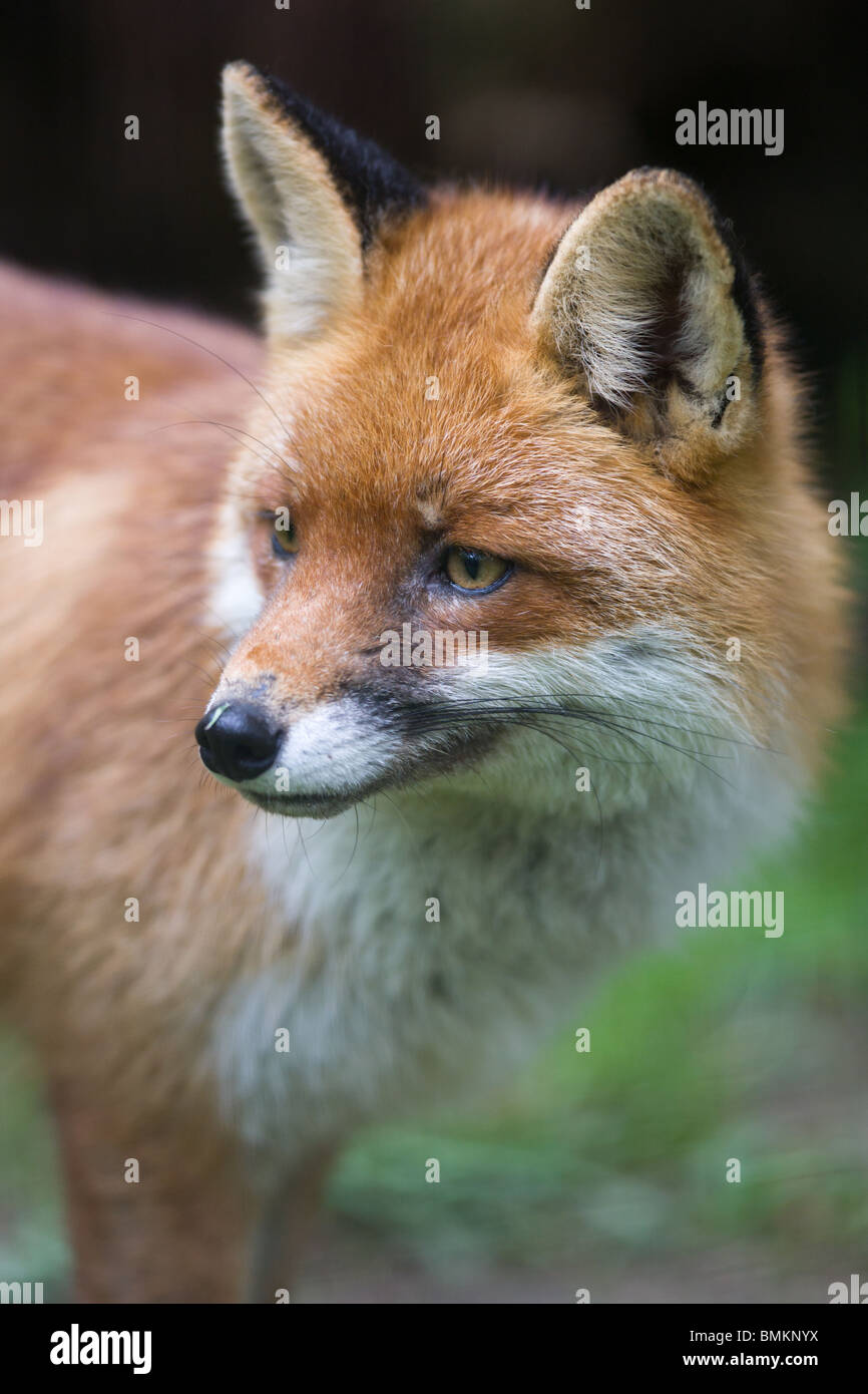 Red fox - Vulpes Vulpes Stock Photo