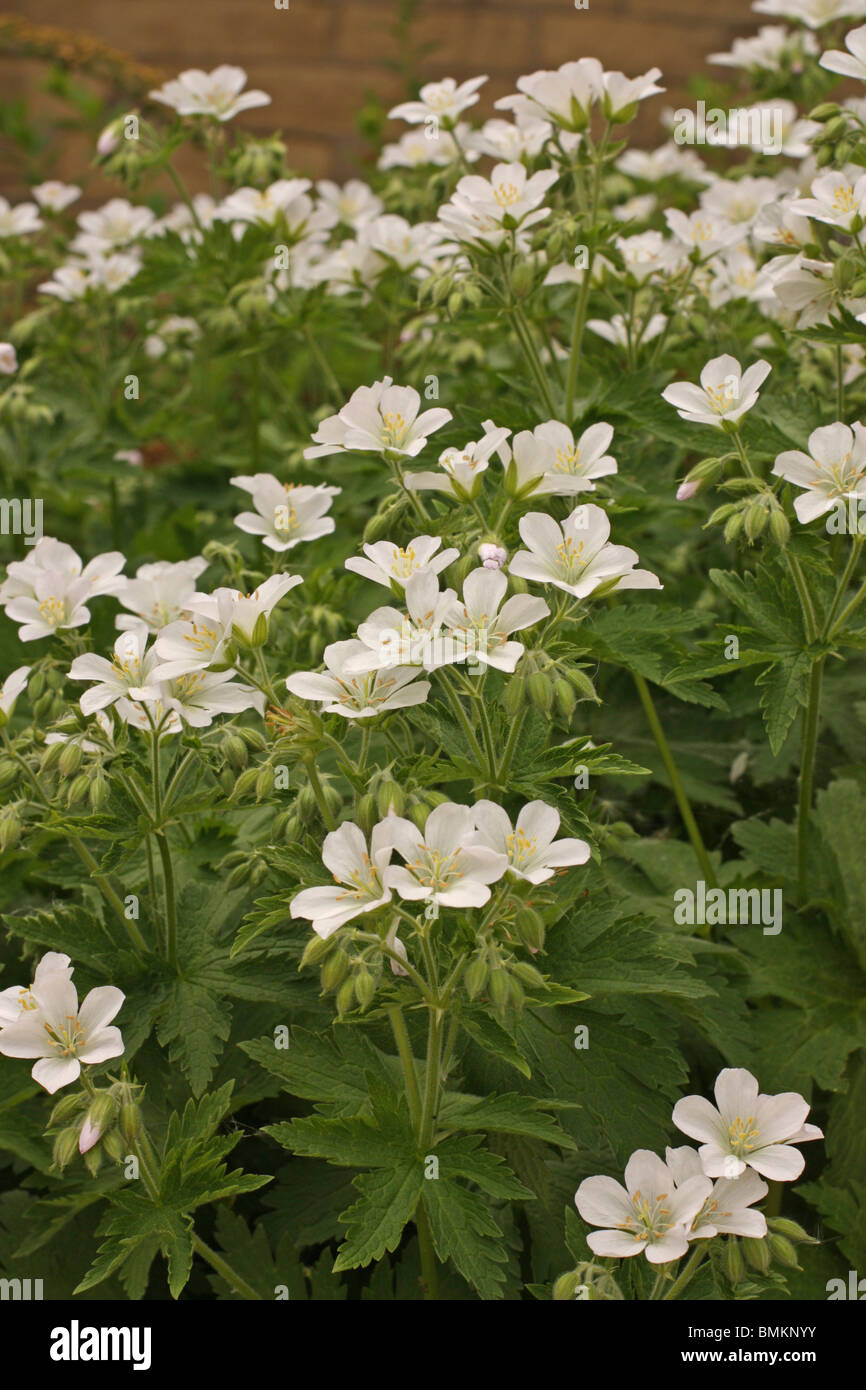 Hardy Geranium phaeum 'Album' bearing white flowers in spring Stock Photo
