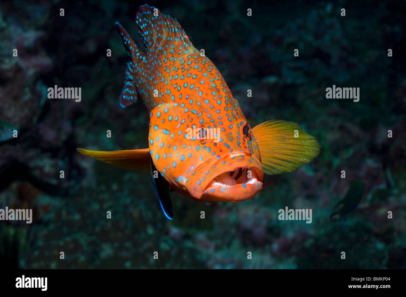 Coral hind with a Bluestreak cleaner, Andaman Sea, Thailand. Stock Photo