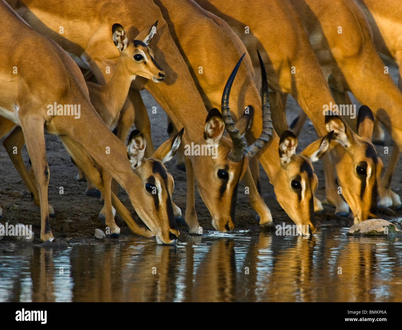 Black faced Impala drinking at waterhole, Etosha pan, Namibia Stock Photo