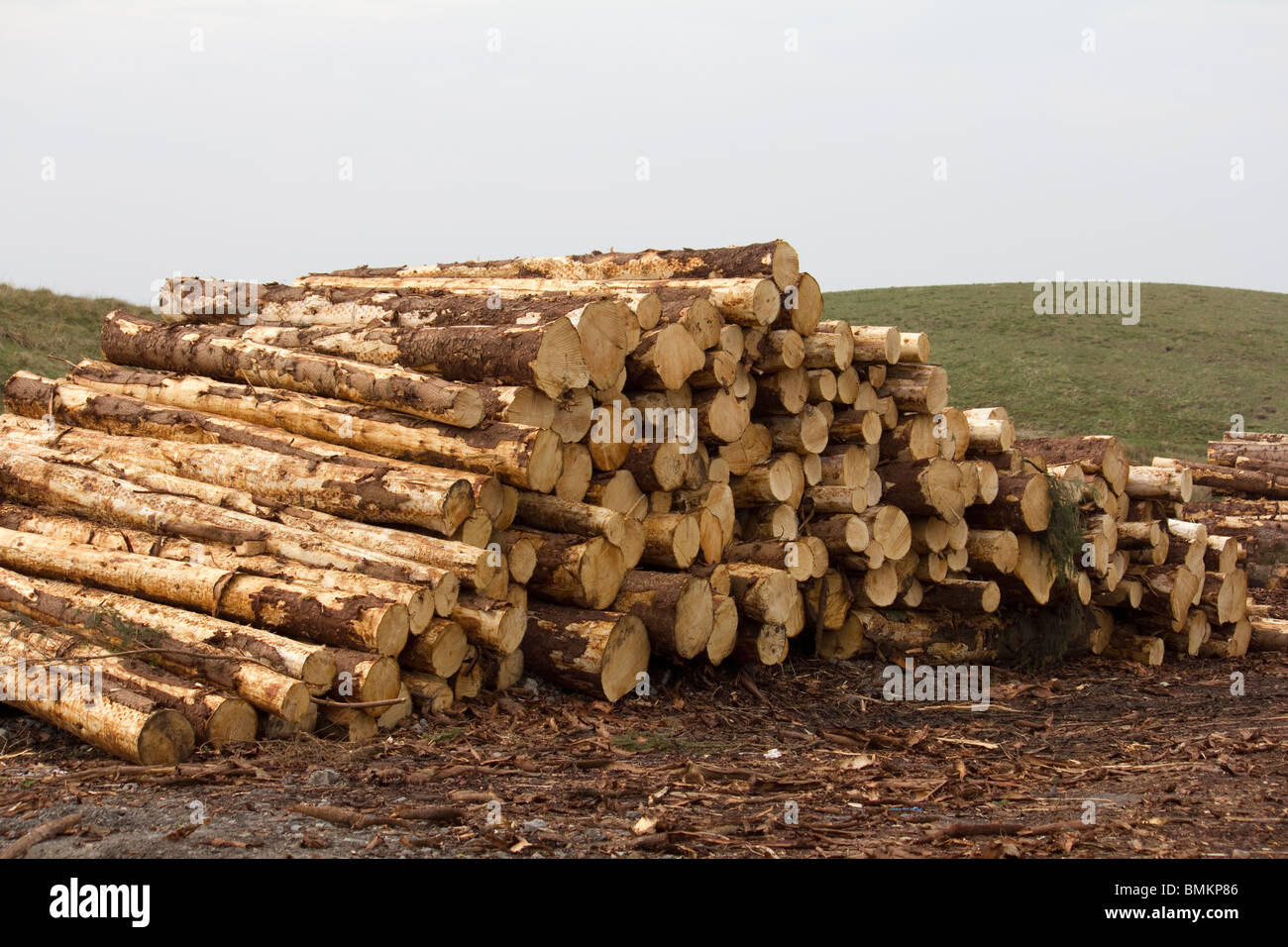Piles Of Logs, Ribblehead, Yorkshire, England Stock Photo Alamy