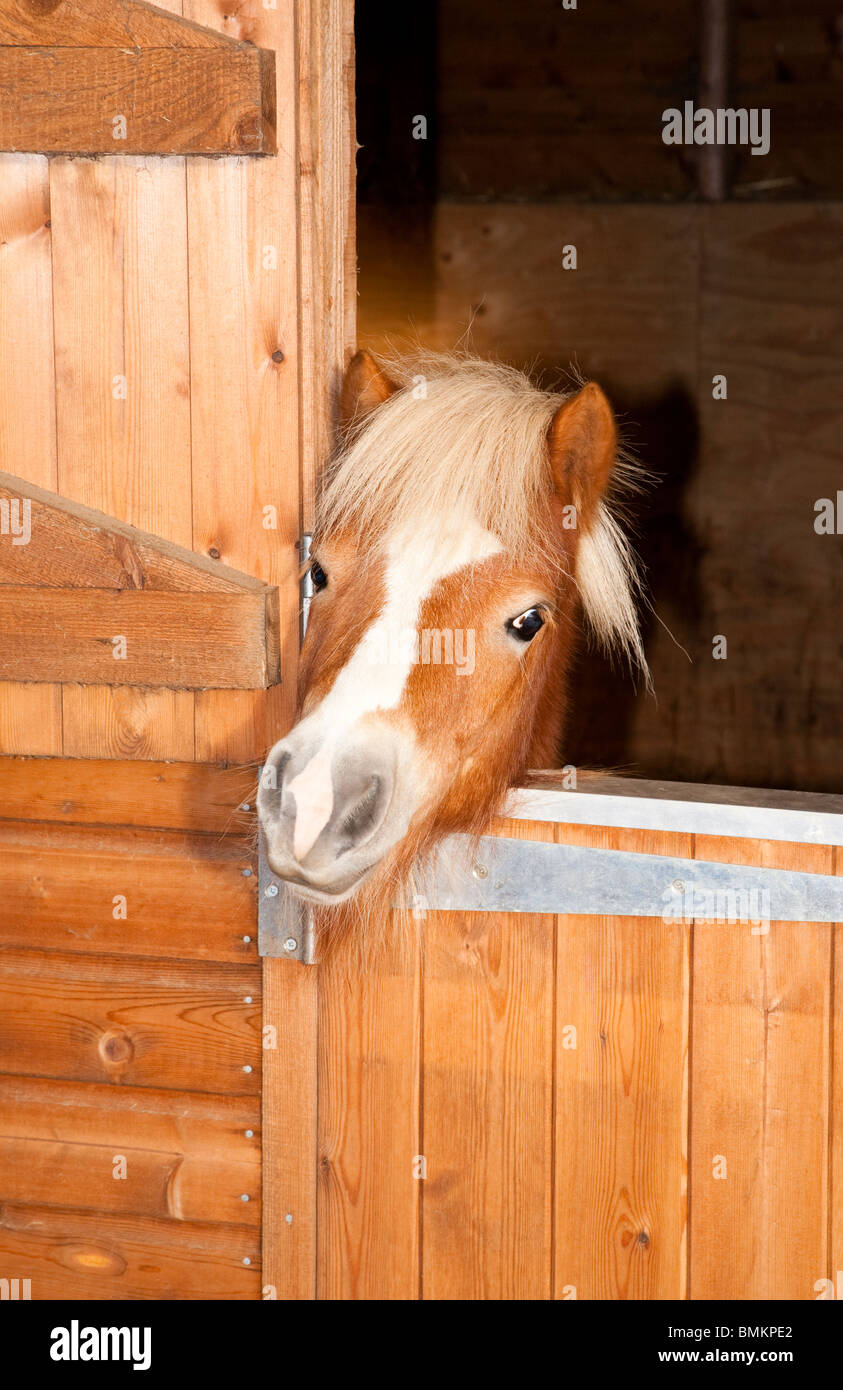 A Chestnut Shetland Pony with flaxen mane looking cheekily out from his stable door Stock Photo