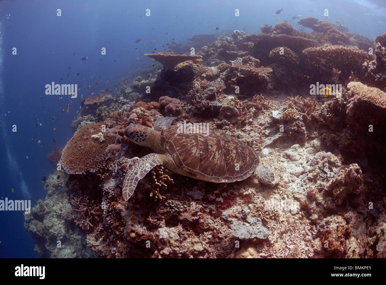 Green sea turtle ( Chelonia mydas ), Sipadan, Sabah, Malaysia, Borneo, South-east Asia Stock Photo