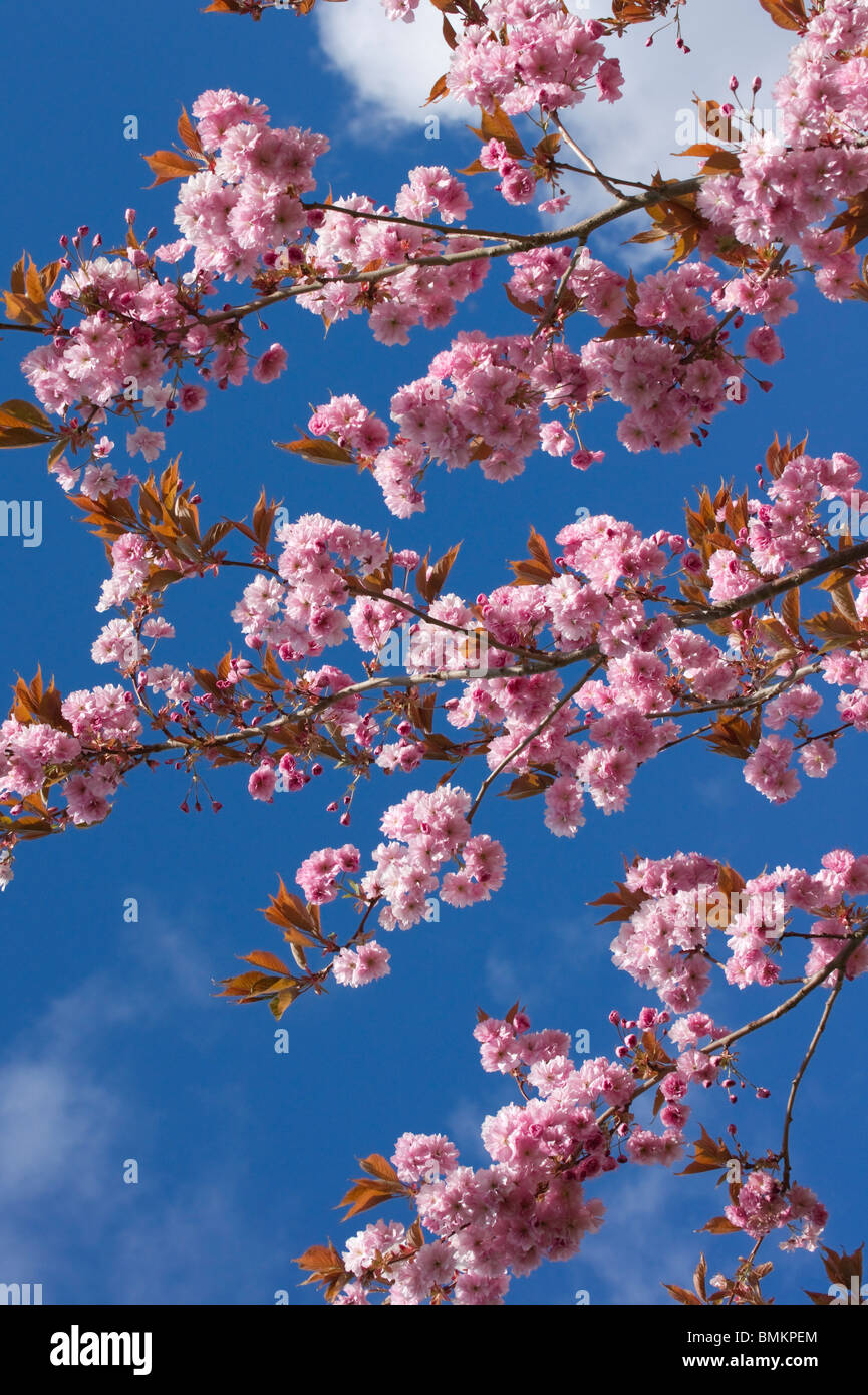 Flowering cherry blossom Scotland UK May Stock Photo Alamy
