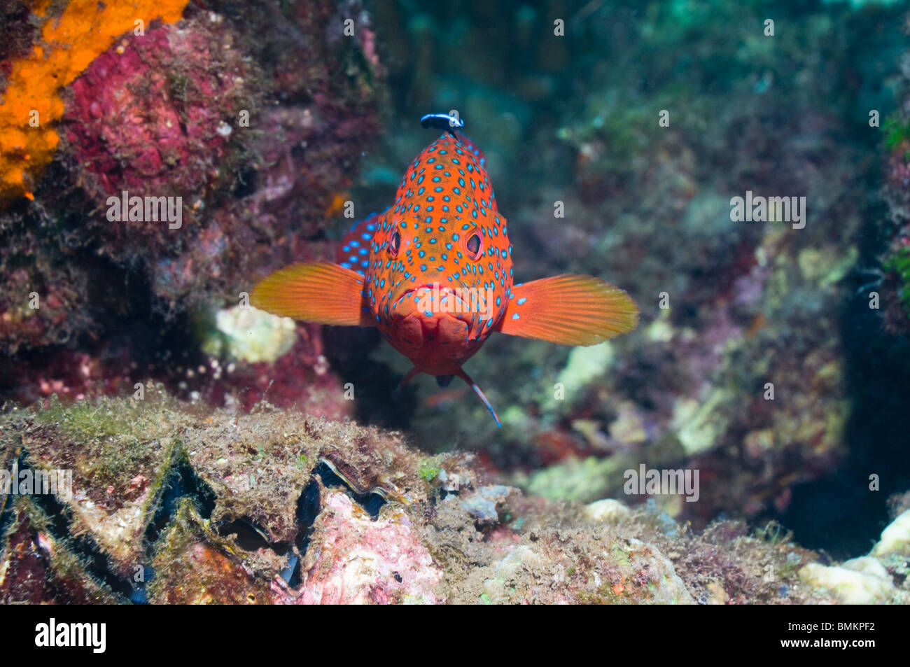 Coral hind with a Bluestreak cleaner, Solomon Islands. Stock Photo
