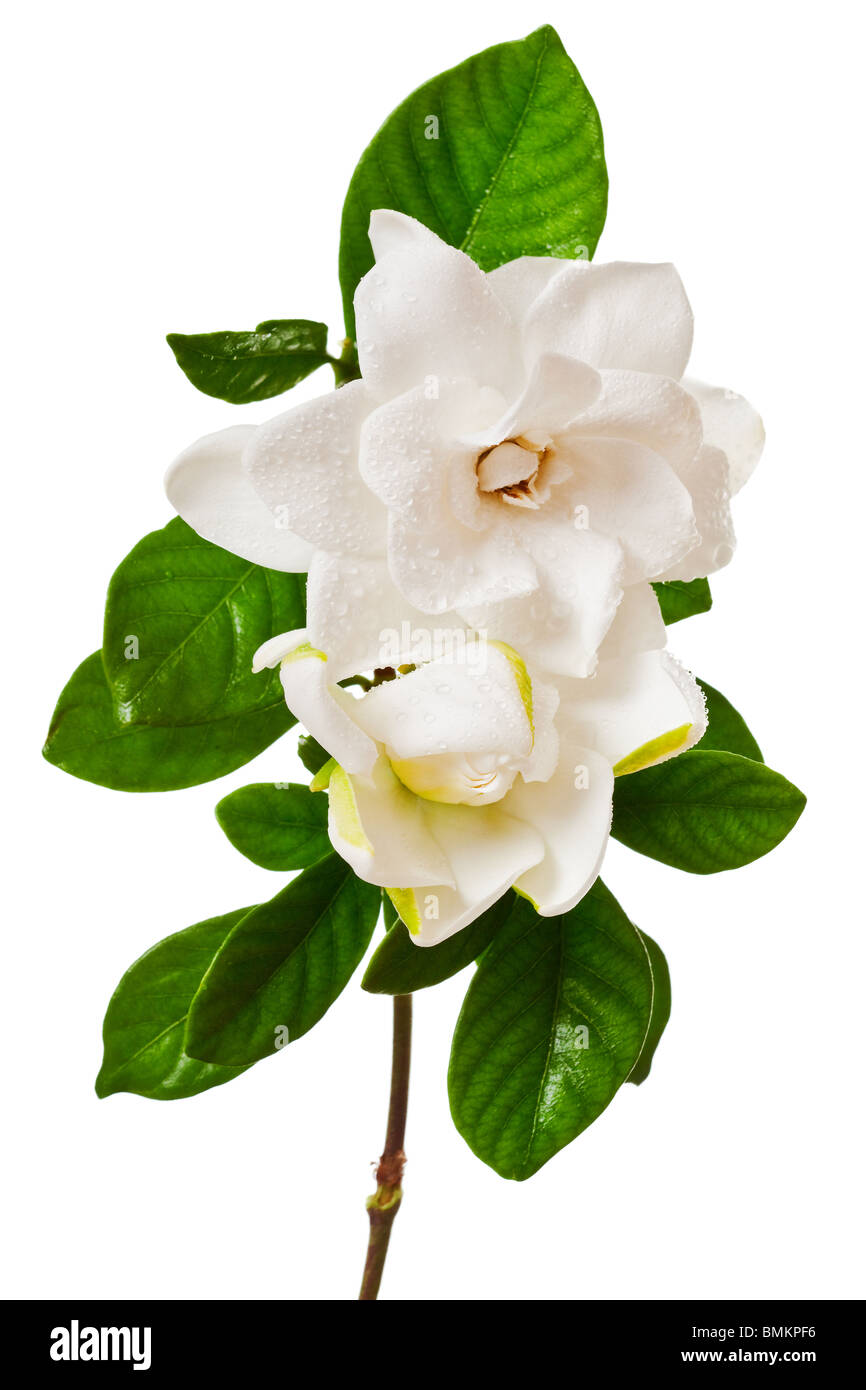 White Gardenia Blossom Stock Photo