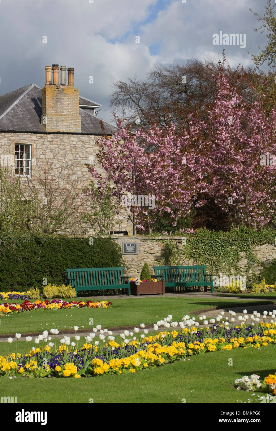 Colourful spring time in park with cherry blossom and flowerbeds, Scotland Stock Photo