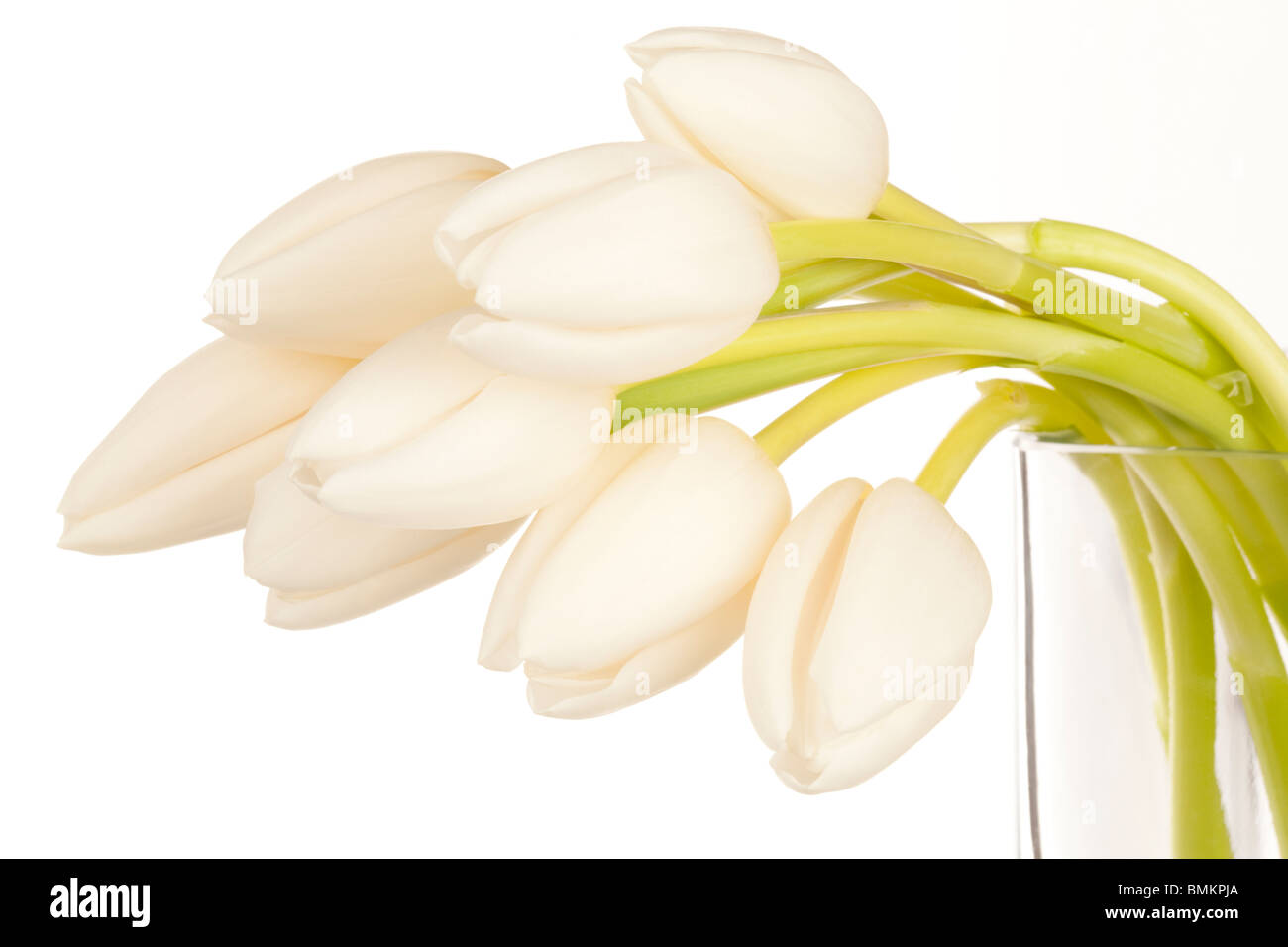 White Tulips in a rectangular vase pointing to the left on a white