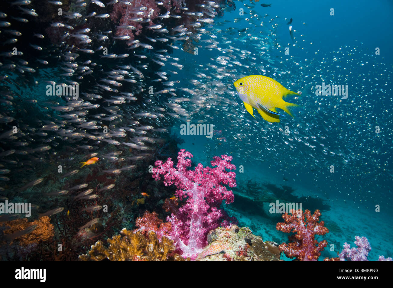 Golden damsel with Bluestreak cleaner wrasse and a school of sweepers in the background.  Andaman Sea, Thailand. Stock Photo