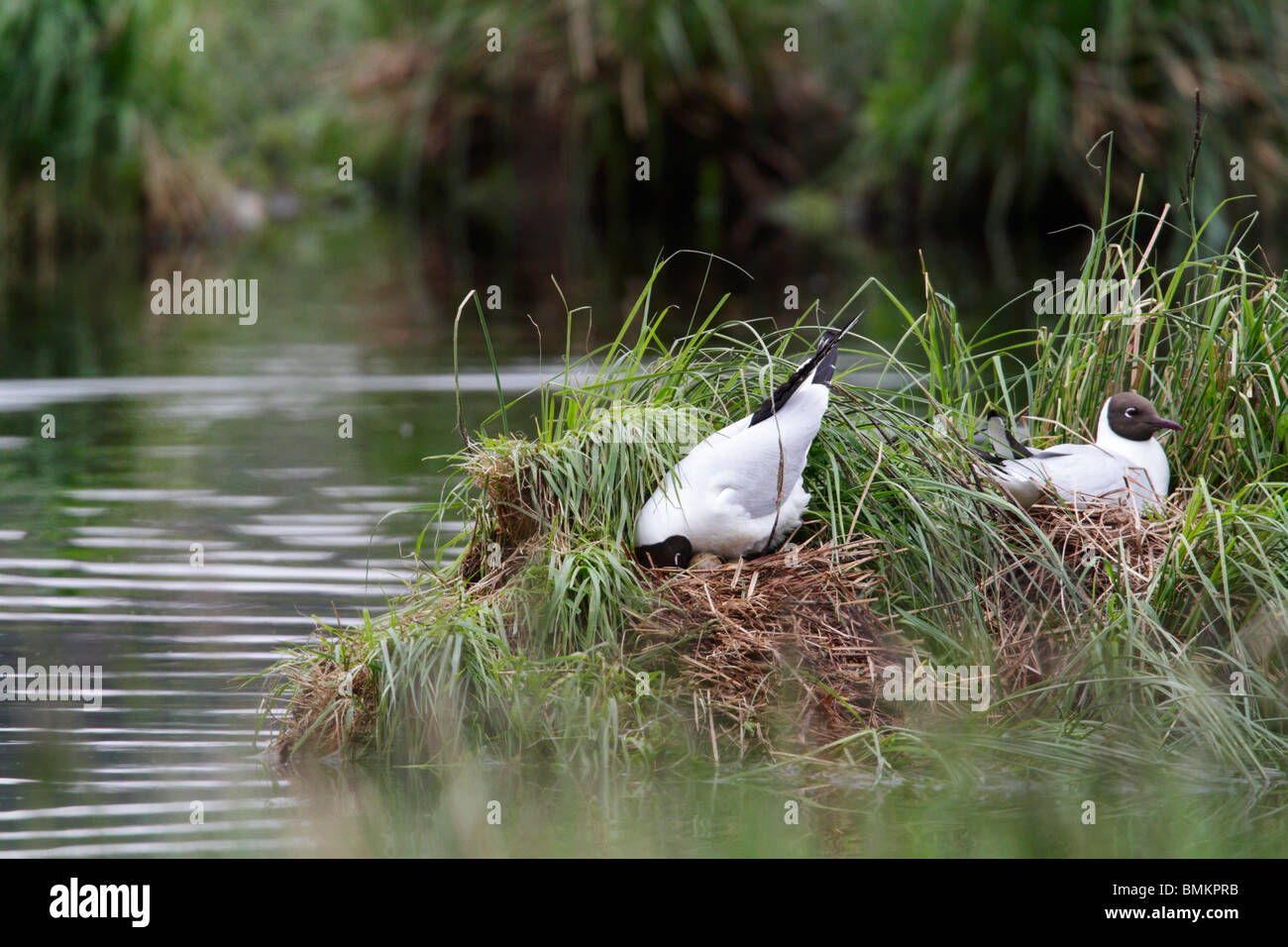 Black-Headed gulls breeding. The parent is turning the eggs in the nest. This was taken at the Grosser Russweiher, Germany Stock Photo