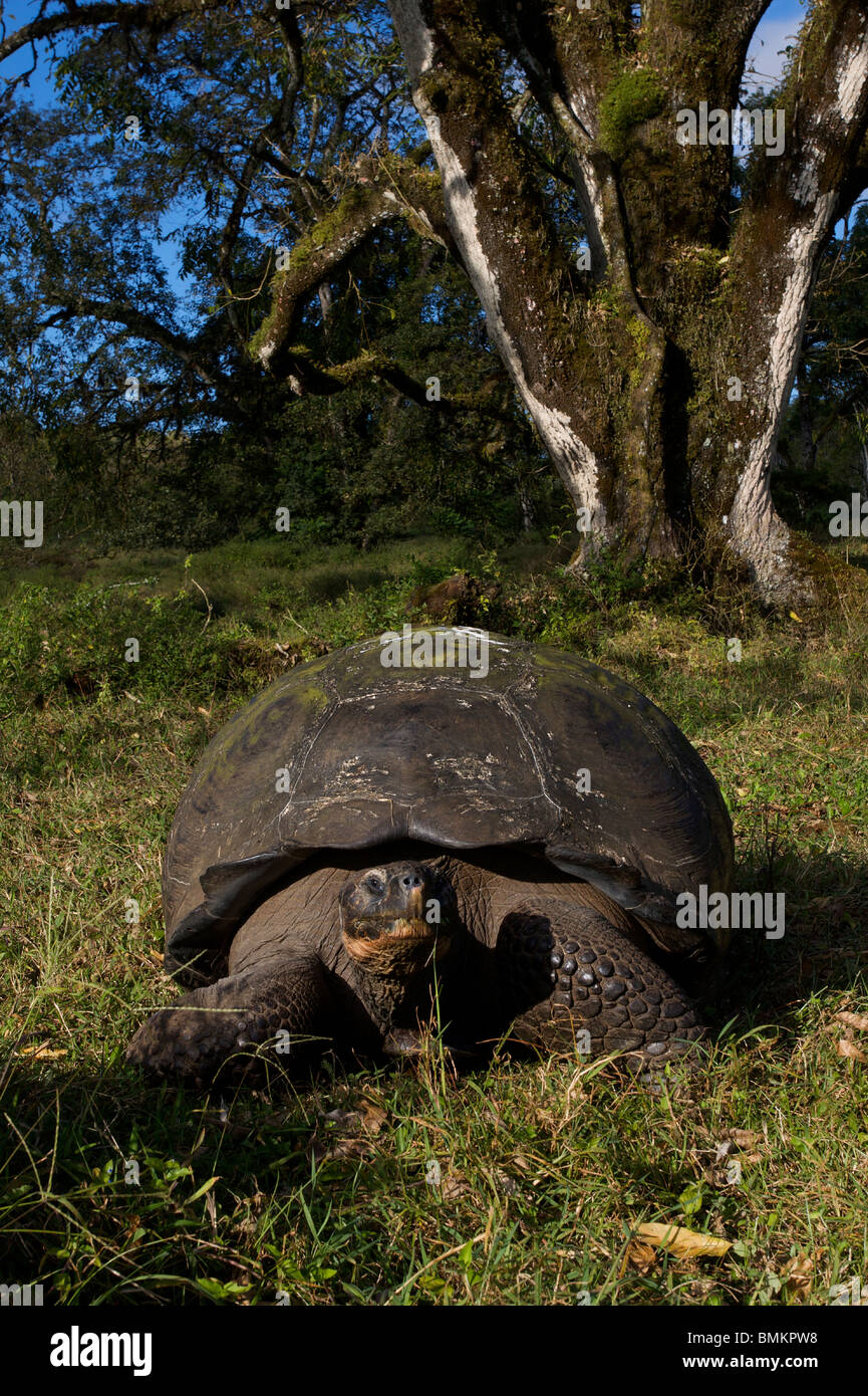 Galapagos giant tortoise, Santa Cruz Island, Galapagos Ecuador Stock Photo