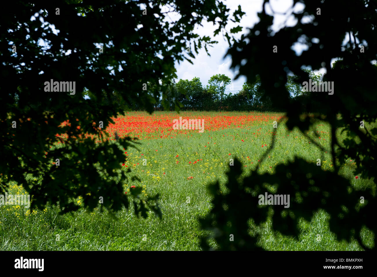 Arable land being used to grow wheat crops in Billericay Essex UK. Stock Photo