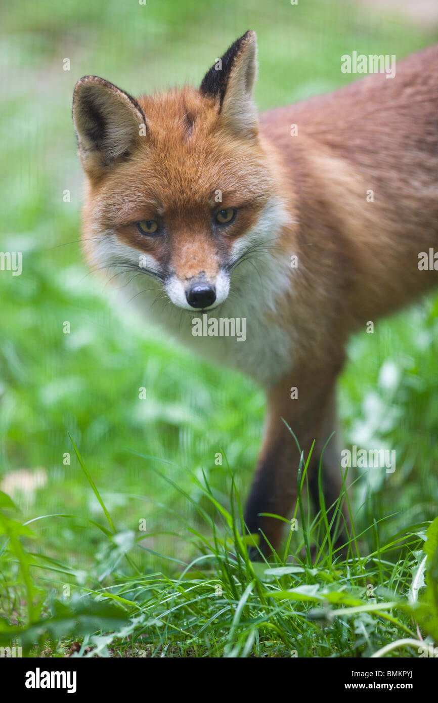 Red fox - Vulpes Vulpes Stock Photo