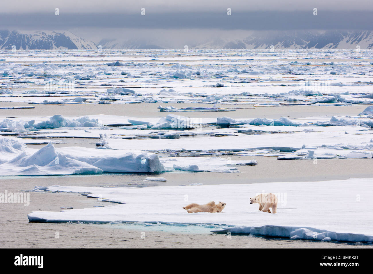 Polar Bears on ice floe, Woodfjorden, northern Spitsbergen, Svalbard, Arctic Norway. Stock Photo