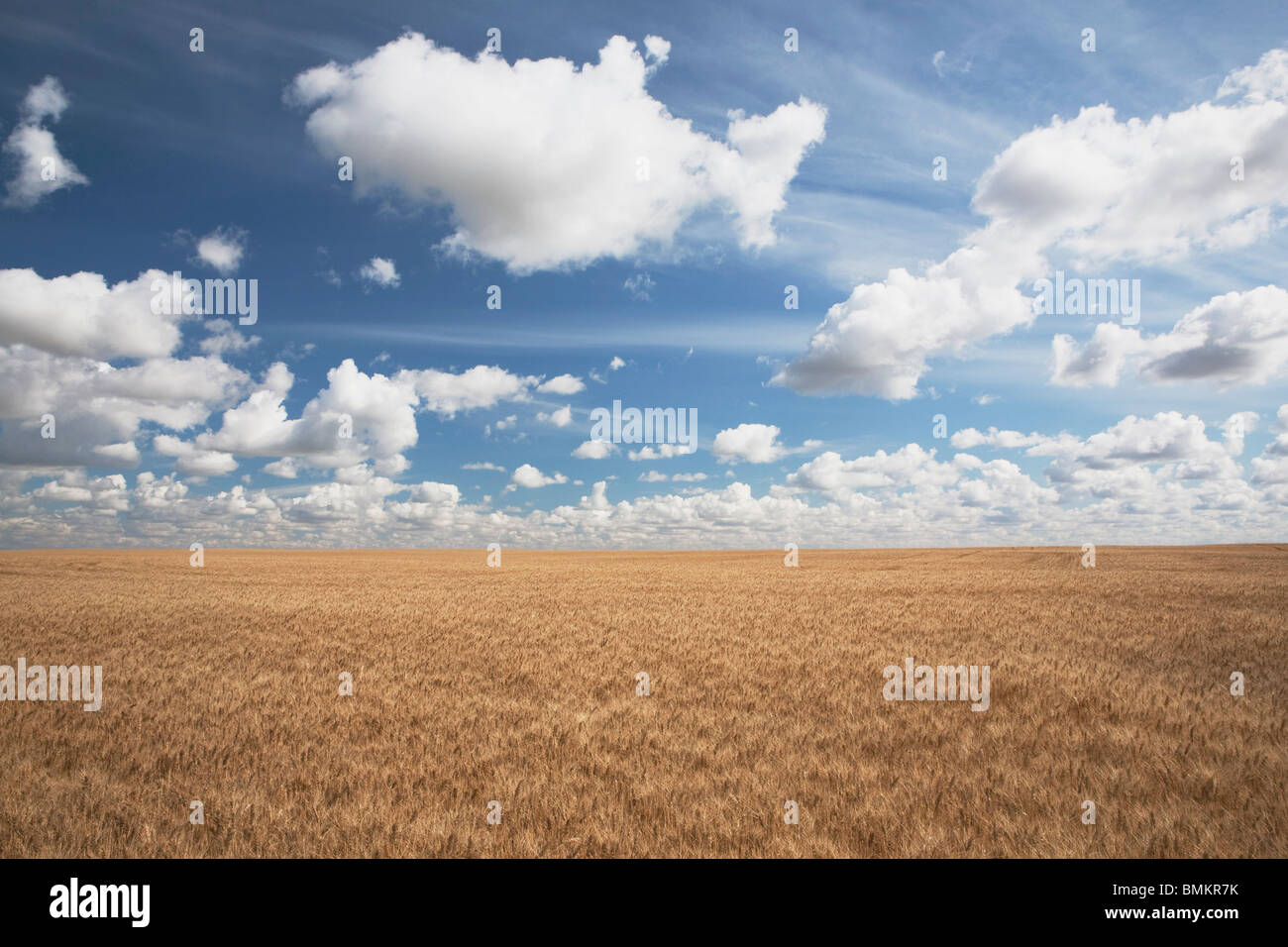 Wheat Field And Clouds In The Sky Stock Photo - Alamy