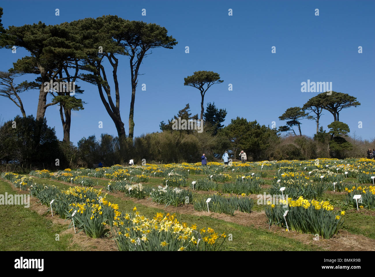 The National Daffodil Collection Show garden, Trevarno Gardens Cornwall