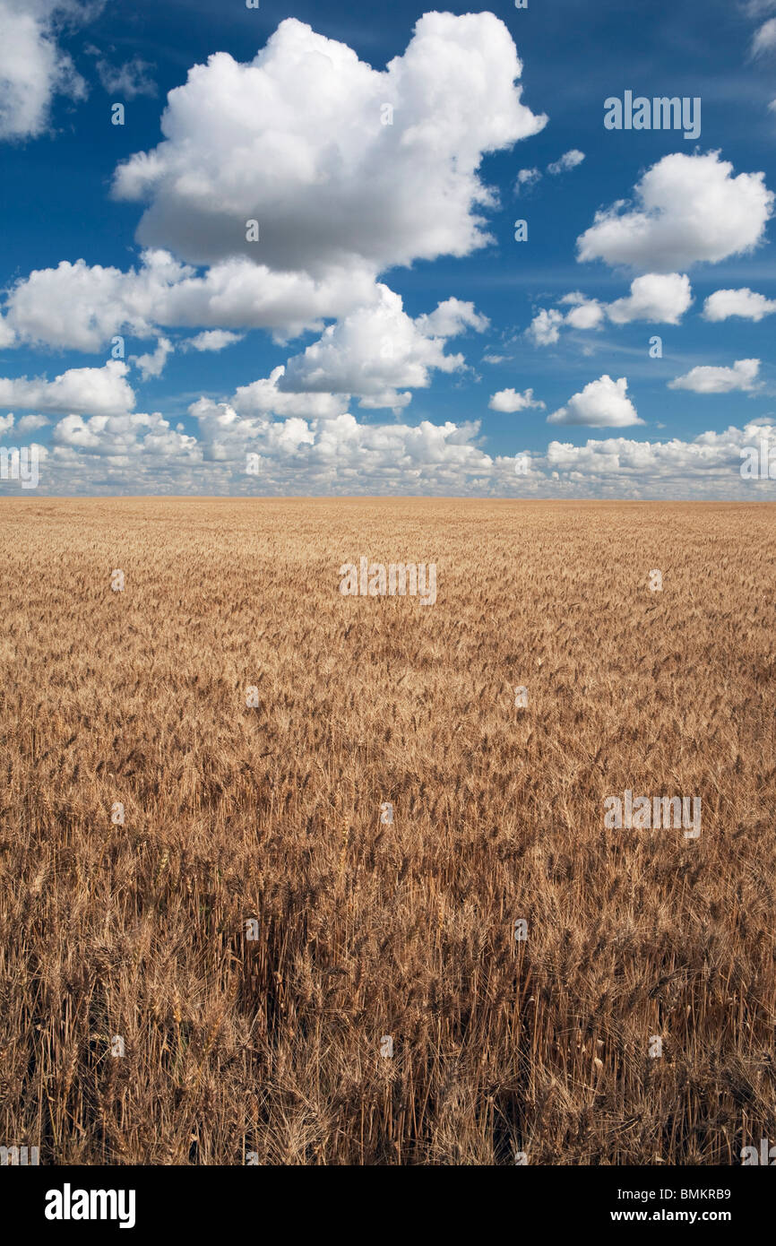 Wheat Field And Clouds In The Sky Stock Photo - Alamy