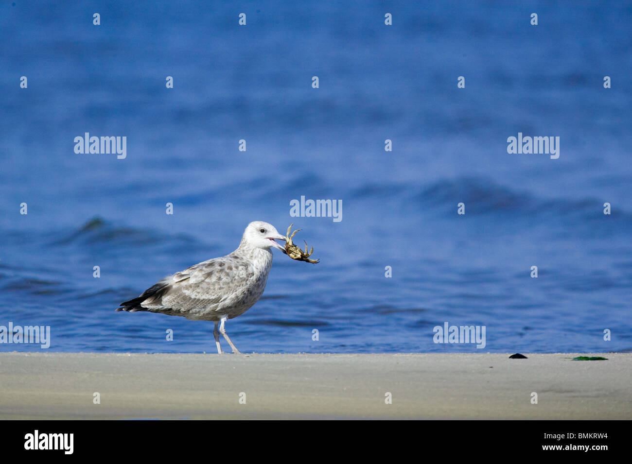 Herring Gull eating a crab on the beach Stock Photo Alamy