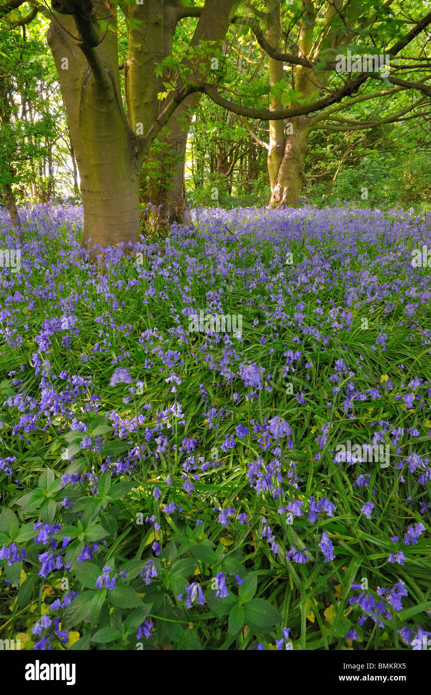A field of Bluebells in the springtime Lancashire Stock Photo