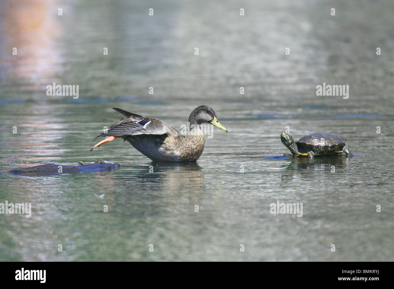 Female Mallard stretches while staring at a Red-eared Slider Stock Photo