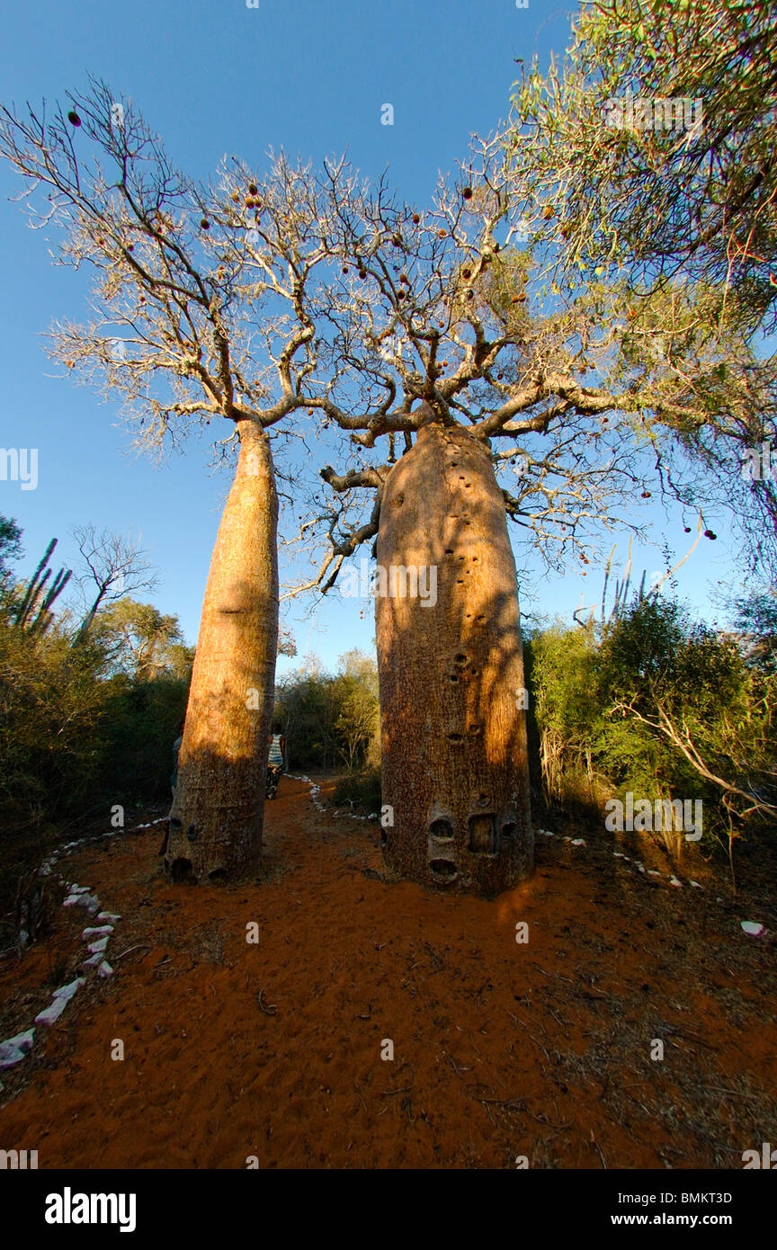 Madagascar, Reniala Nature Reserve. Baobabs (Adansonia fony) Stock Photo