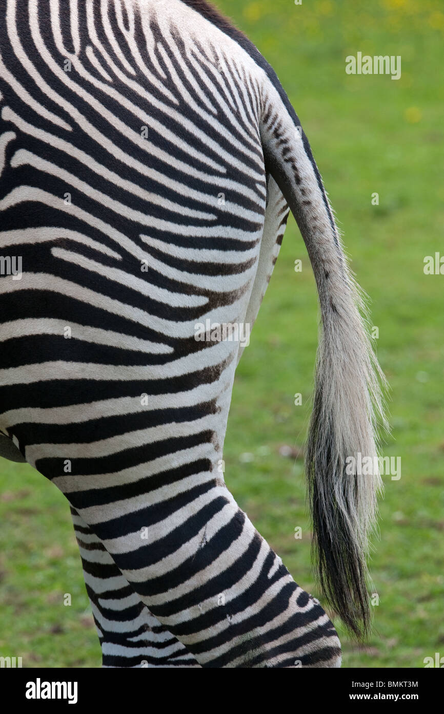 Zebra tail hires stock photography and images Alamy