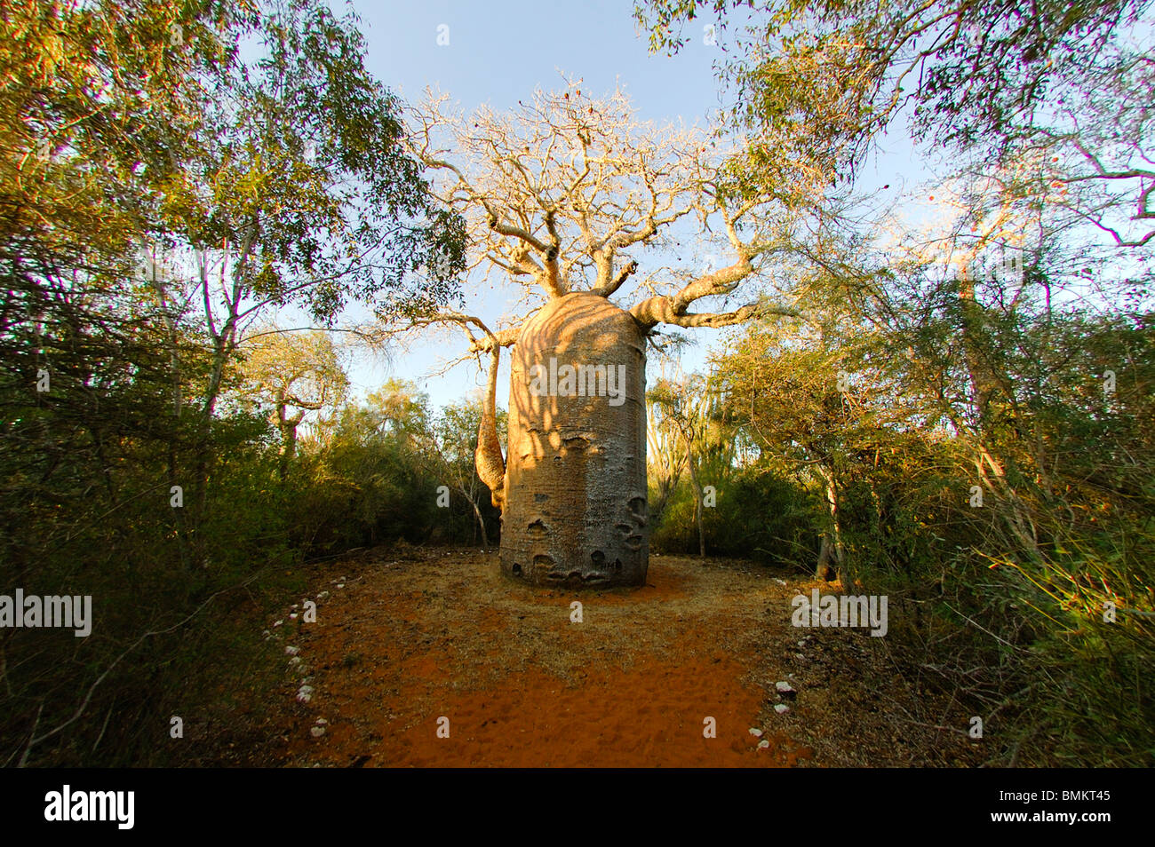 Madagascar, Reniala Nature Reserve. The 13 metre-wide baobab (Adansonia fony), nicknamed the coffee pot Stock Photo