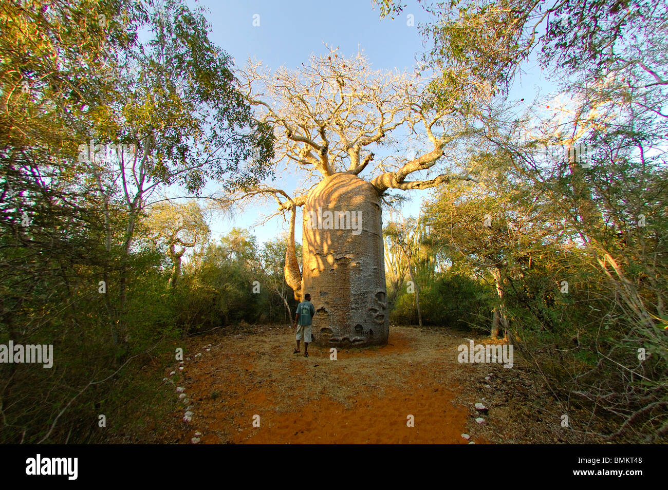 Madagascar, Reniala Nature Reserve. The 13 metre-wide baobab (Adansonia fony), nicknamed the coffee pot Stock Photo