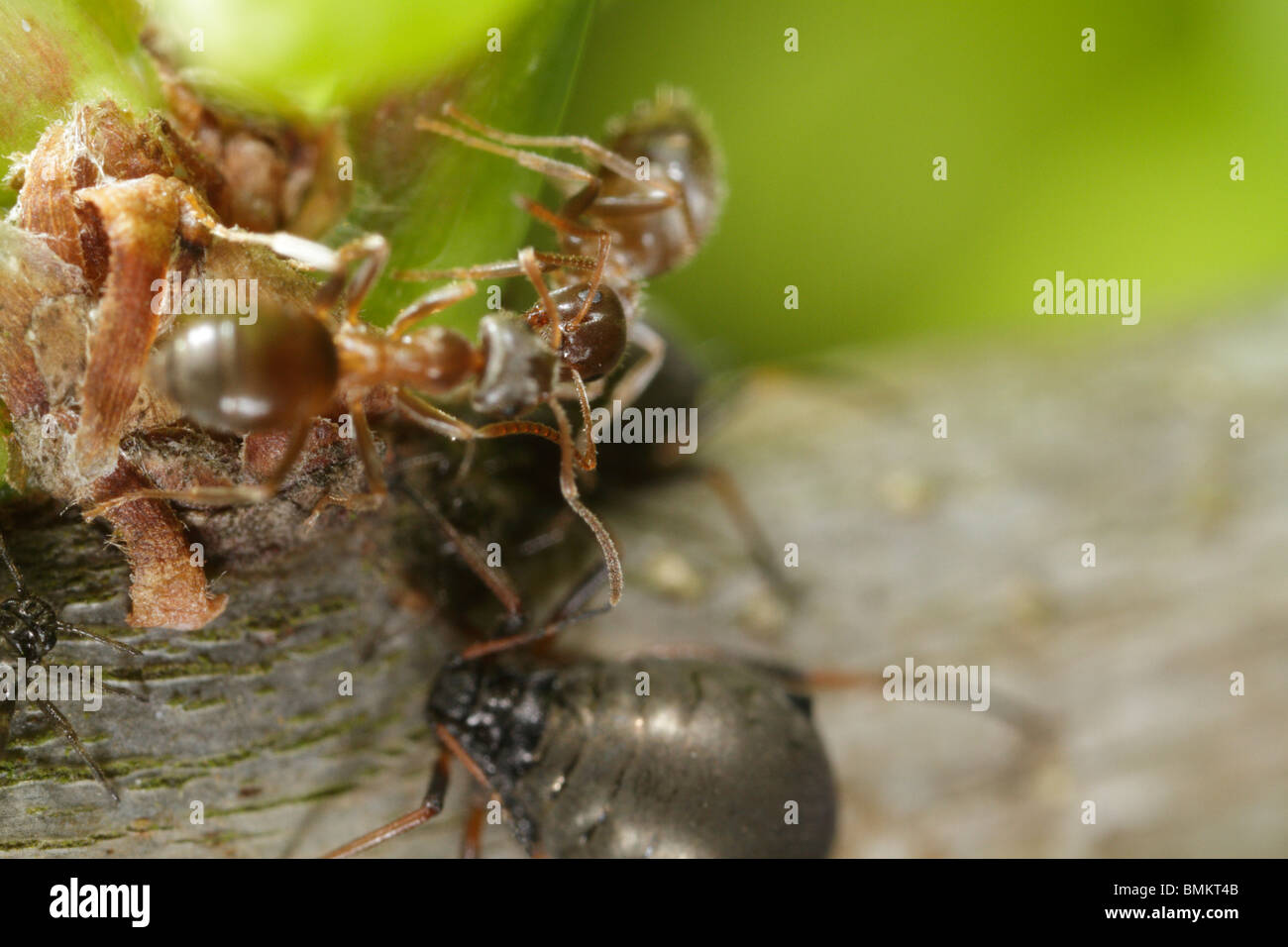 Black Garden Ants interacting (Lasius niger) over an aphid (Lachnus roboris) Stock Photo