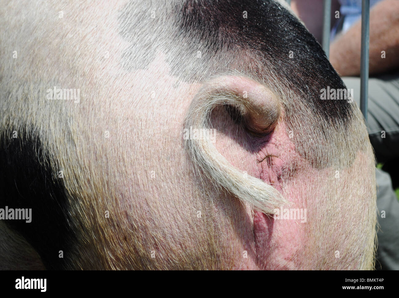 a pigs rear end Stock Photo - Alamy