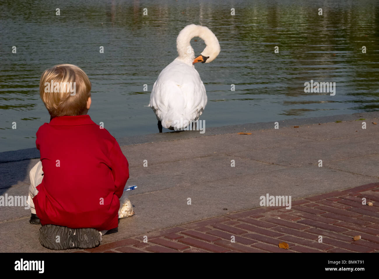 A young boy watching a Mute Swan preen at Bethesda Terrace in New York City's Central Park Stock