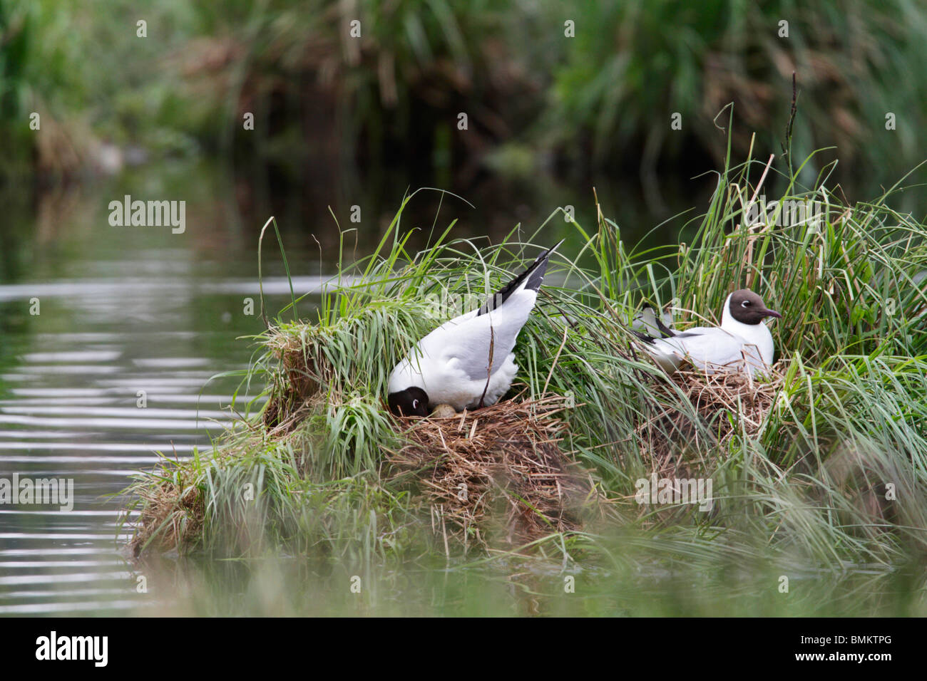 Black-Headed gulls breeding. The parent is turning the eggs in the nest. This was taken at the Grosser Russweiher, Germany Stock Photo