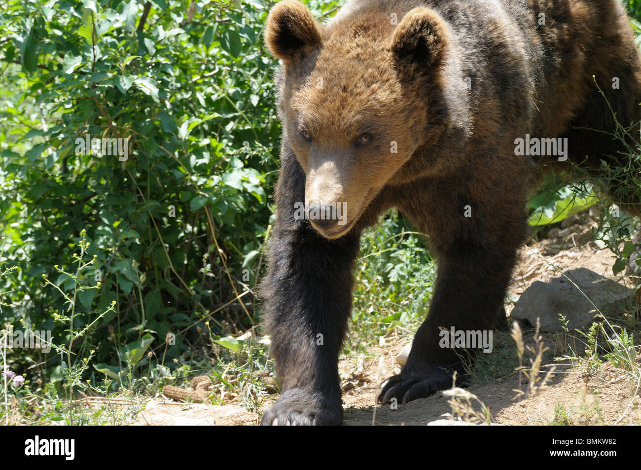 captive Brown bear Stock Photo