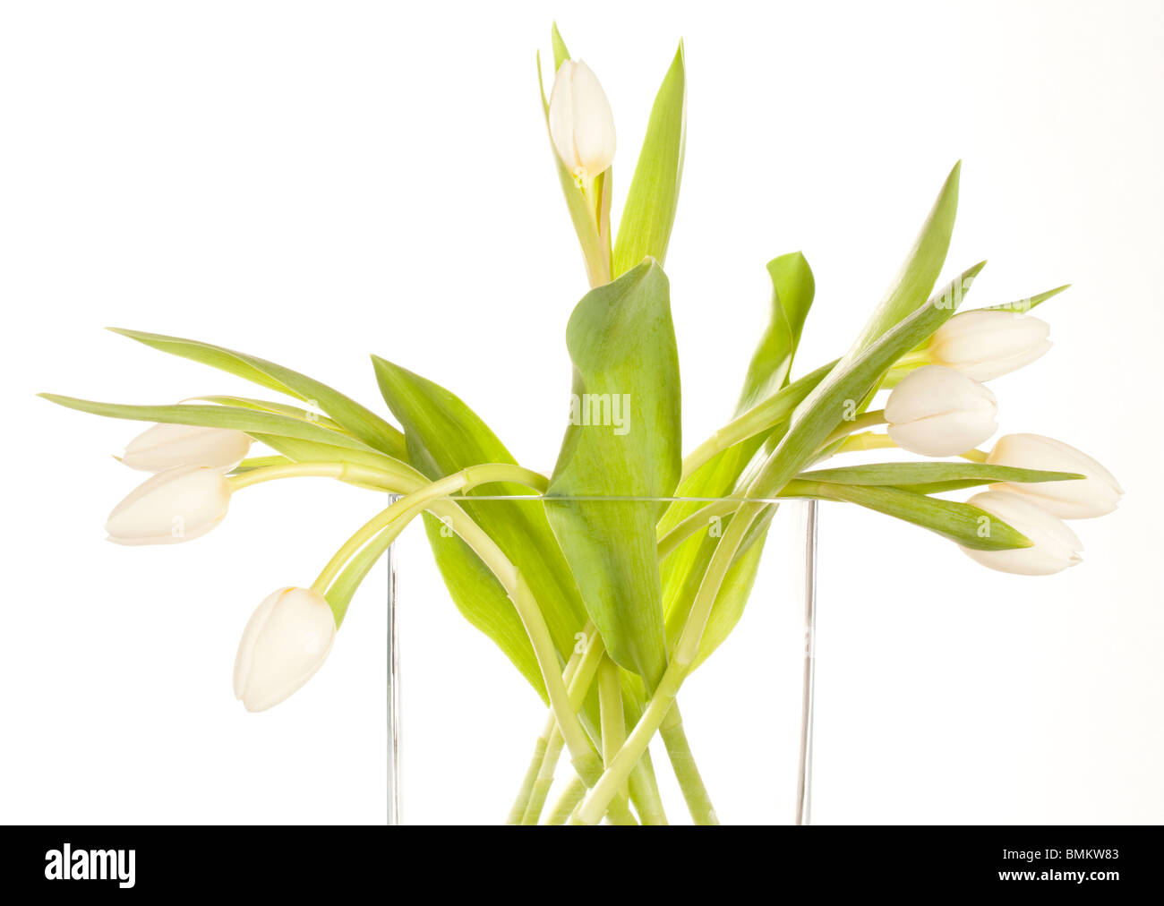 White Tulips in a rectangular vase Stock Photo Alamy