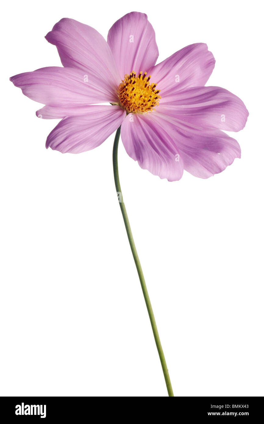 pink cosmos isolated on white background with stem Stock Photo