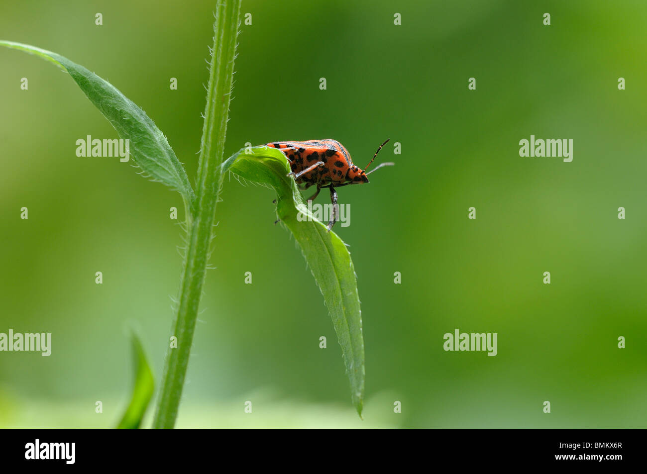 Red and black striped shield bug close up Stock Photo Alamy