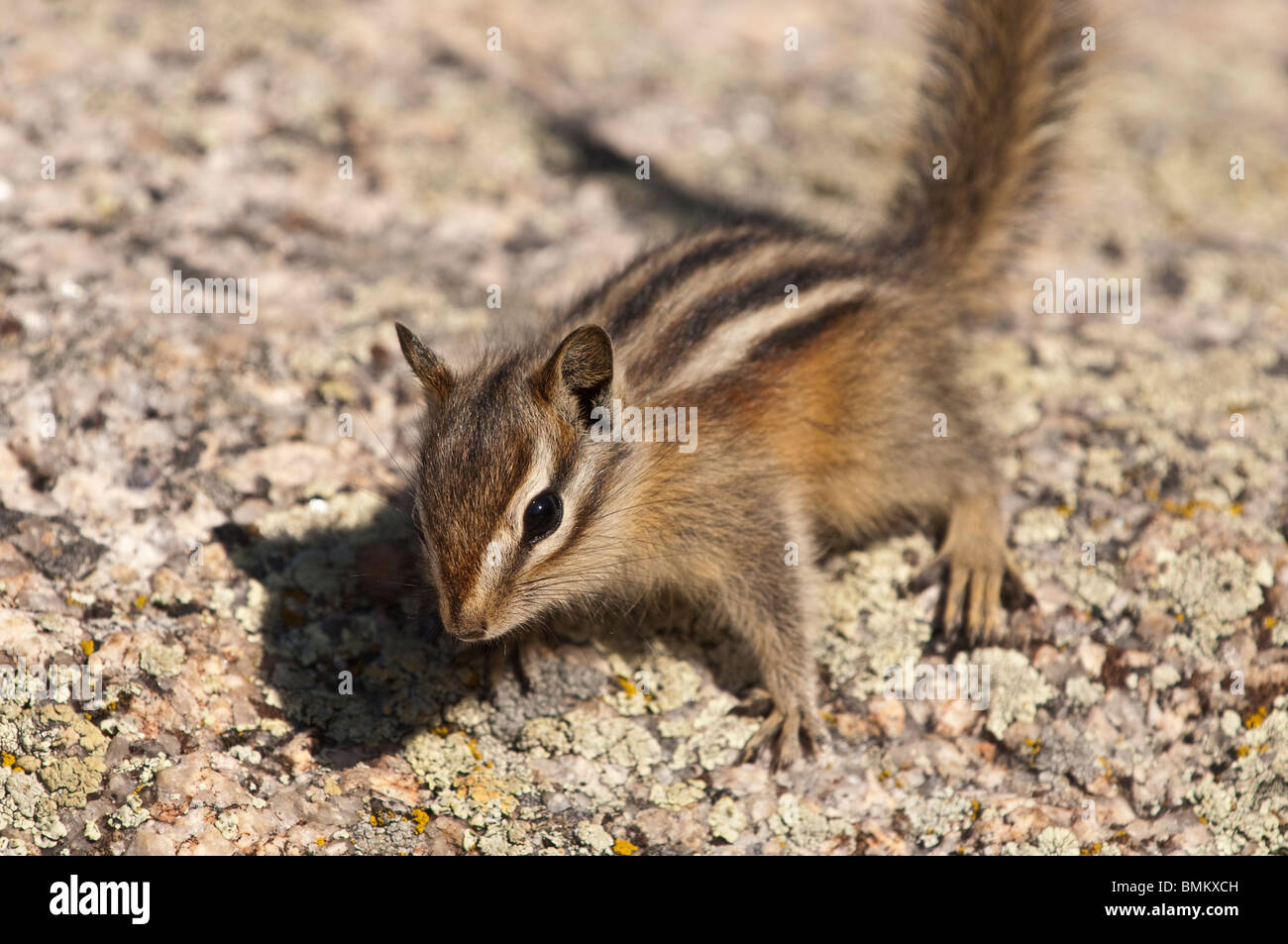 Least chipmunk, Tamias minimus, Needles Highway, Custer State Park, South Dakota, USA Stock Photo
