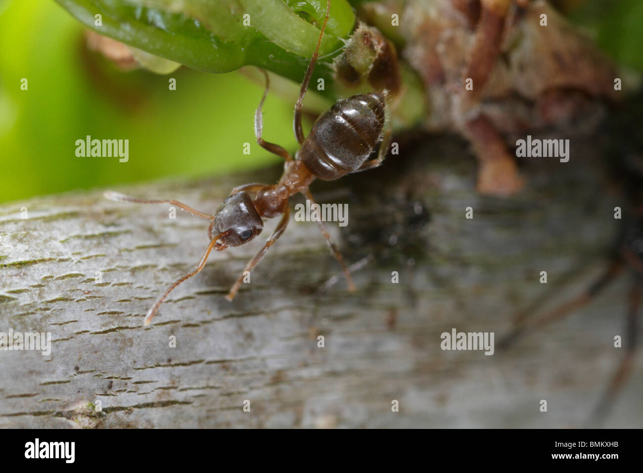 Black Garden Ant in an aphid colony on an oak tree Stock Photo