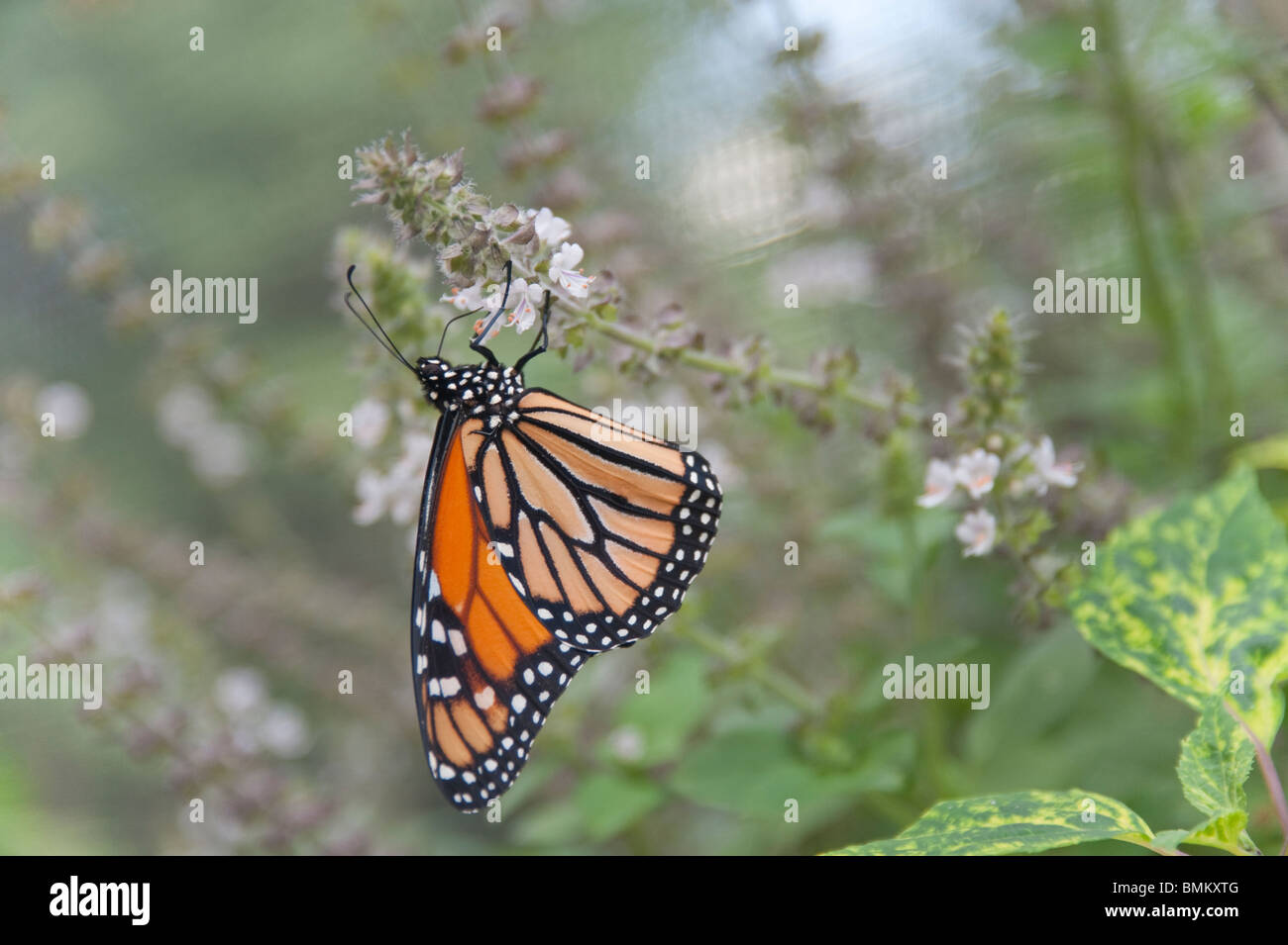 Monarch butterfly feeding on wildflower nectar Danaus plexippus ...