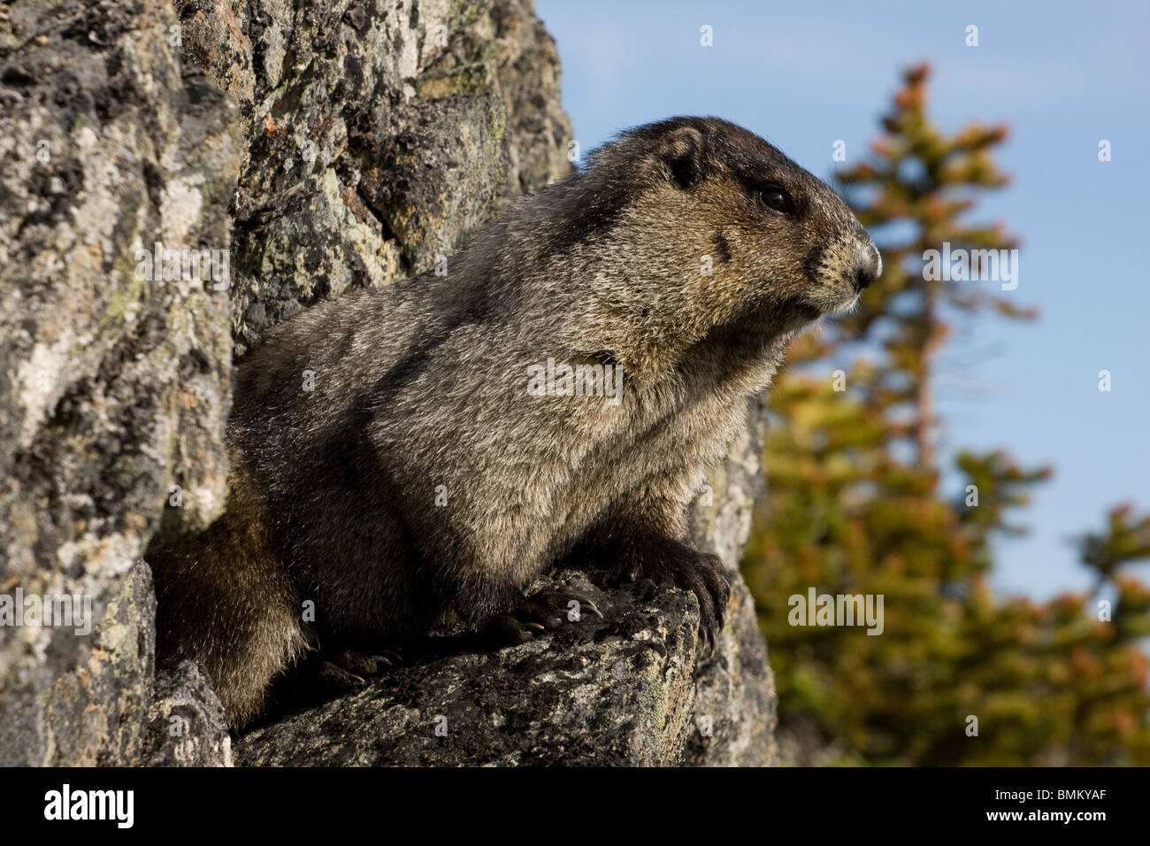 Marmot Stock Photo