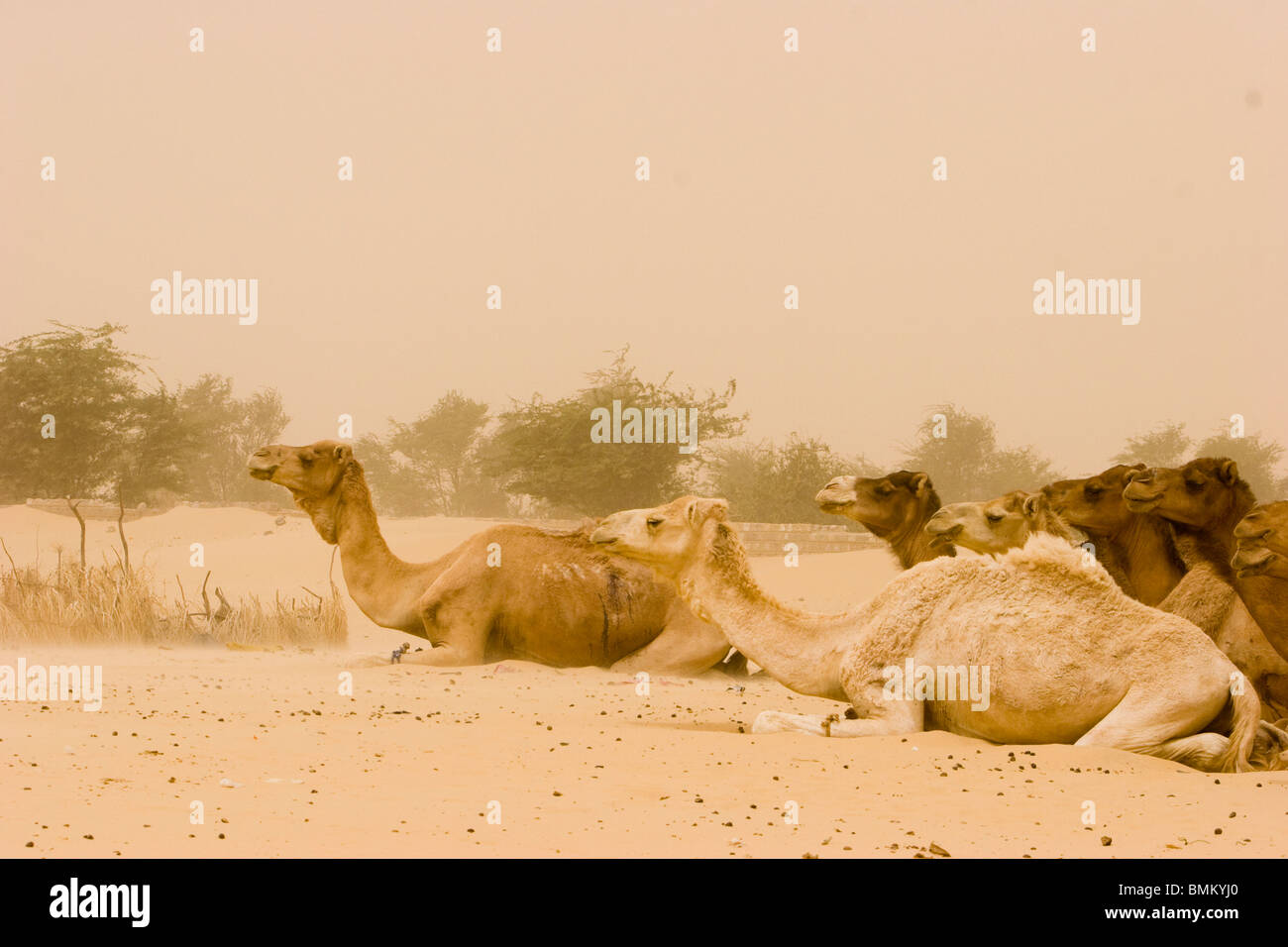 Mali, Timbuktu. Camels in the vicinity of Timbuktu Stock Photo - Alamy