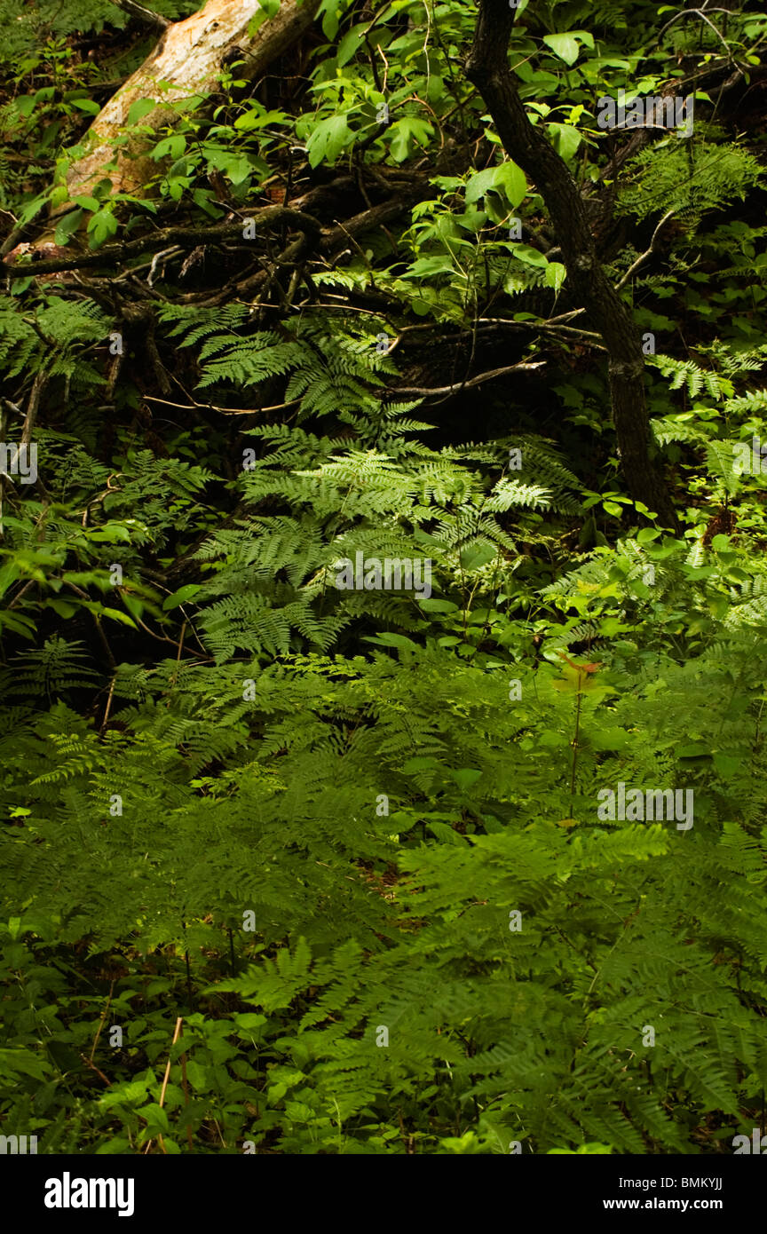 Ferns growing on forest floor hi-res stock photography and images - Alamy