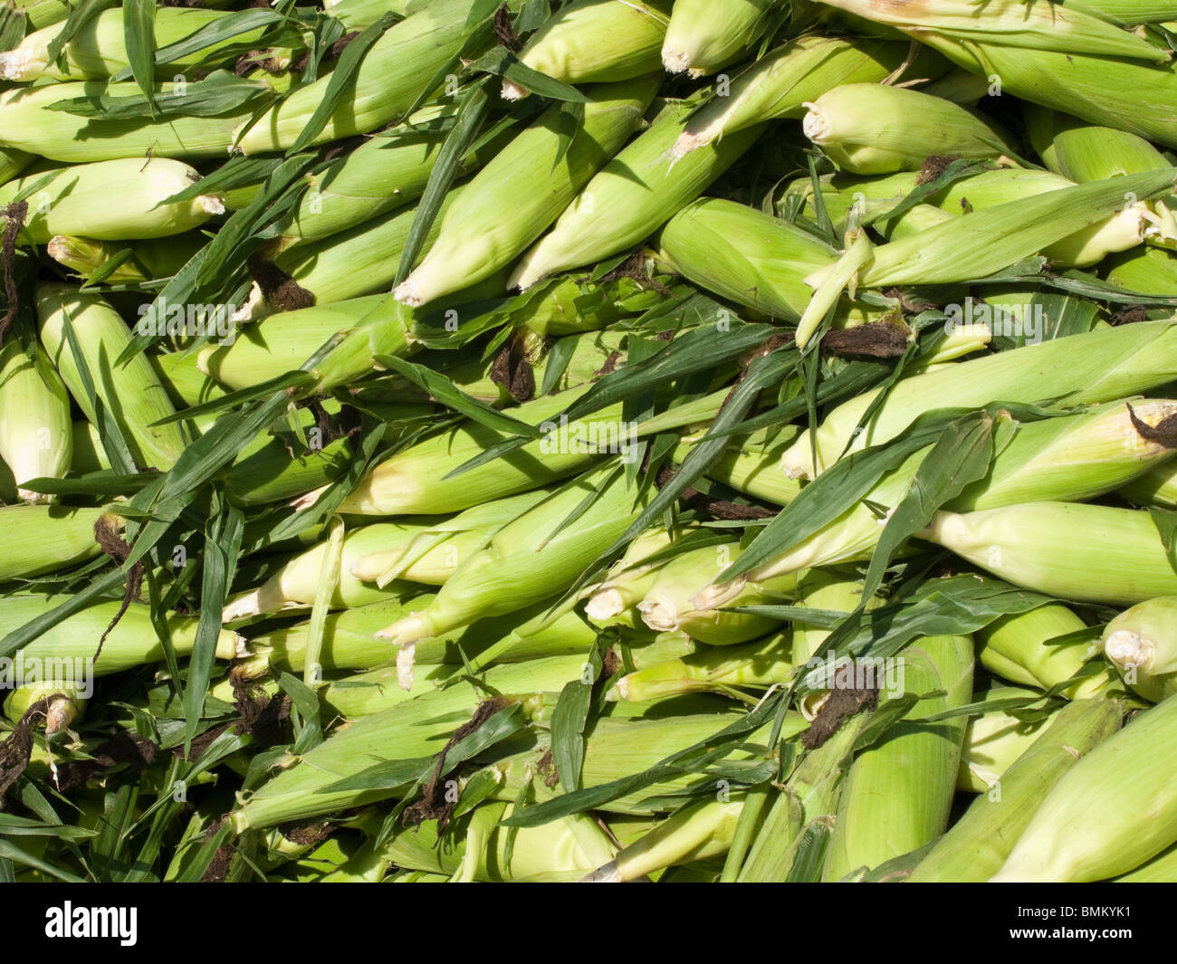 Sweet corn for sale in Farmer's Market in Midwest Stock Photo Alamy