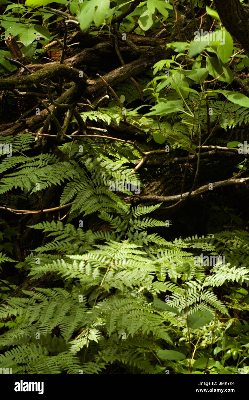 Ferns, Bracken, growing on a forest floor Stock Photo