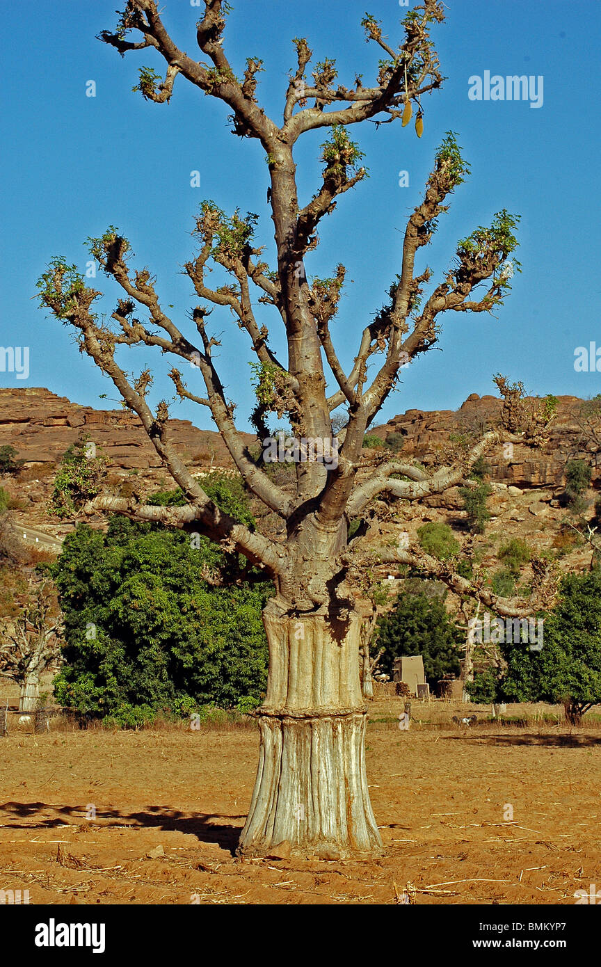 MALI, Dogon Lands. Baobab tree in a field Stock Photo Alamy