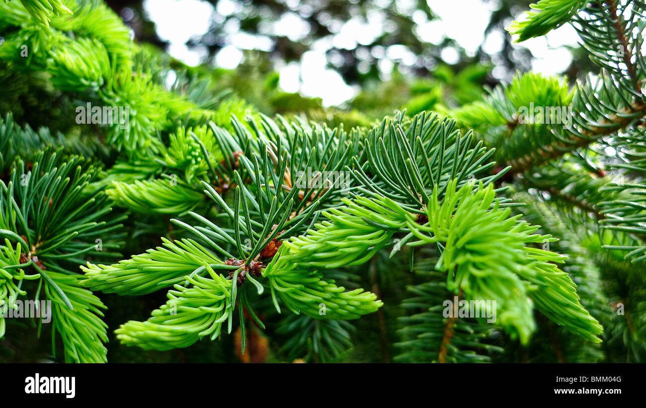 New growth of pine tree branches. Stock Photo