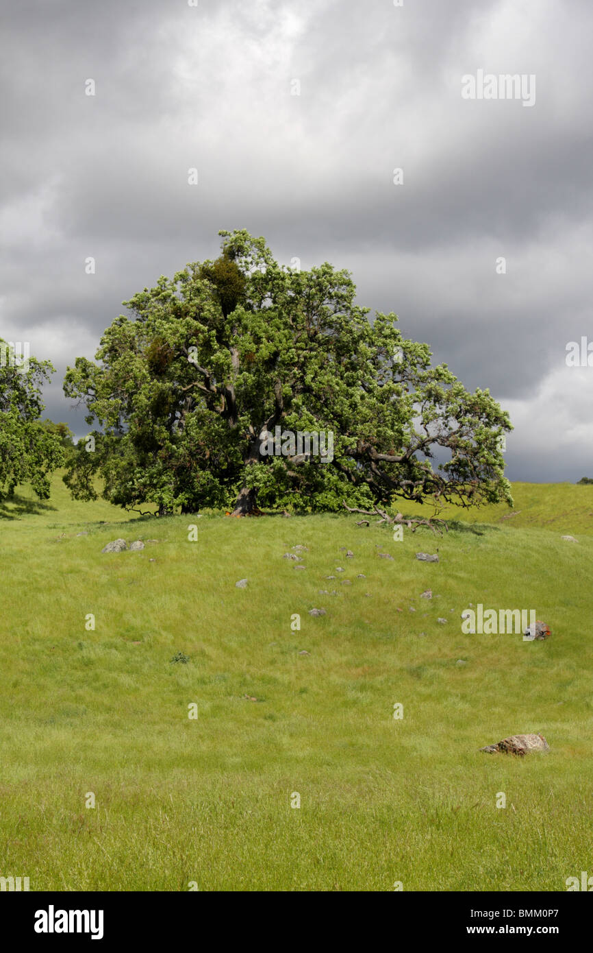 An oak tree stands atop a hill in the Sunol Regional Wilderness near Sunol, California Stock