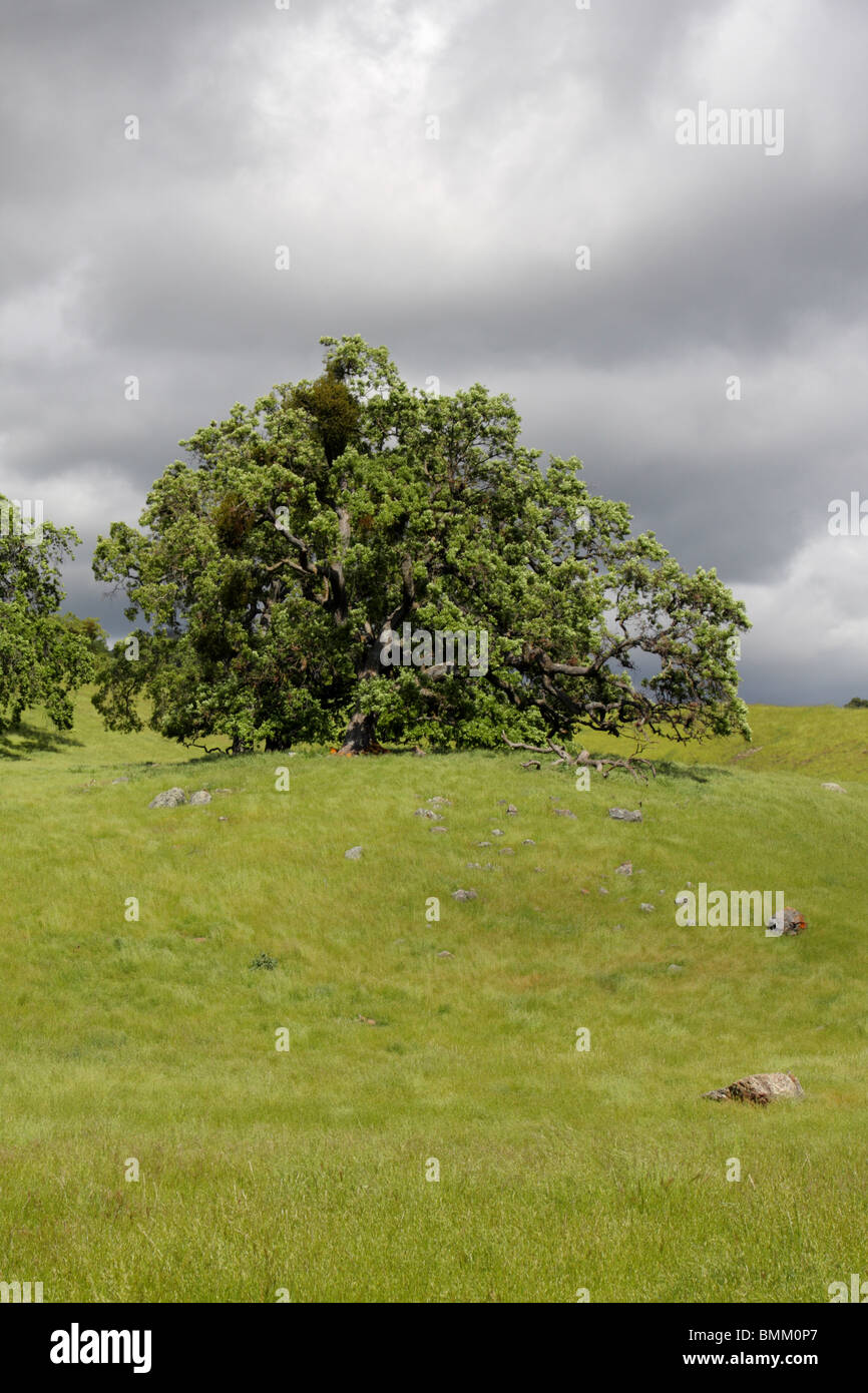 An oak tree stands atop a hill in the Sunol Regional Wilderness near Sunol, California. Stock Photo