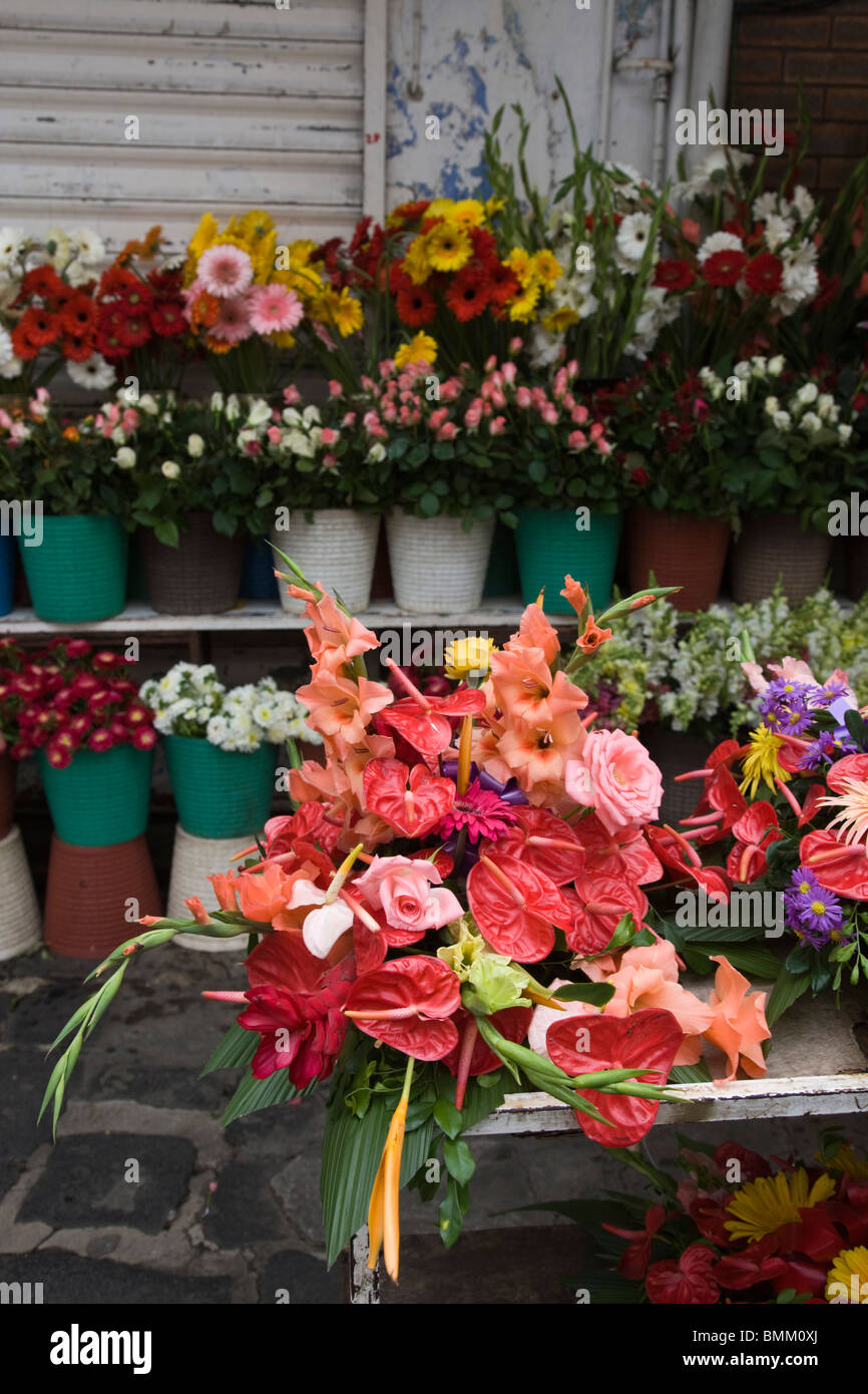 Mauritius, Port Louis, Flower Market, Flamingo Flowers, anthurium  andraeanum Stock Photo - Alamy